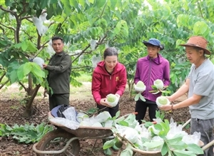 Đưa thương hiệu na Mai Sơn vươn xa trên thị trường trong nước và quốc tế
